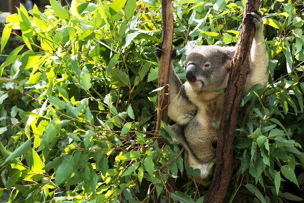 A cute little koala on banyan tree Stock Photo 07