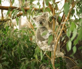 A cute little koala on banyan tree Stock Photo 08