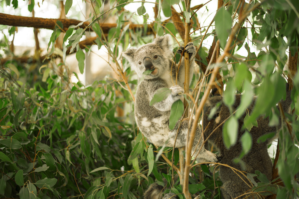 A cute little koala on banyan tree Stock Photo 08
