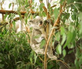 A cute little koala on banyan tree Stock Photo 09