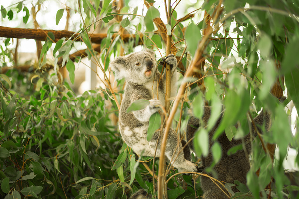 A cute little koala on banyan tree Stock Photo 09