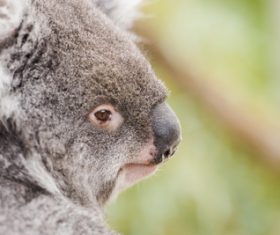 A cute little koala on banyan tree Stock Photo 10