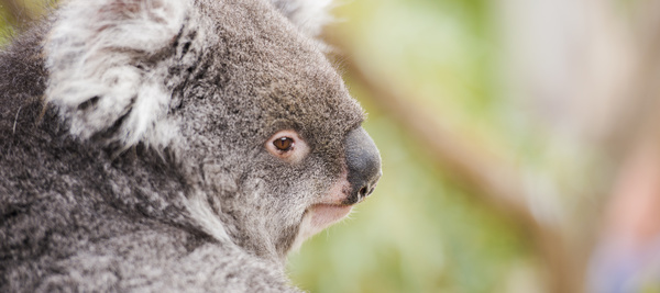 A cute little koala on banyan tree Stock Photo 10