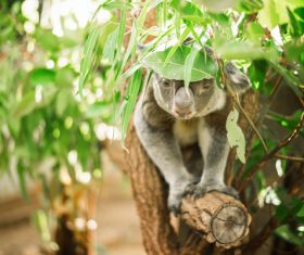 A cute little koala on banyan tree Stock Photo 11