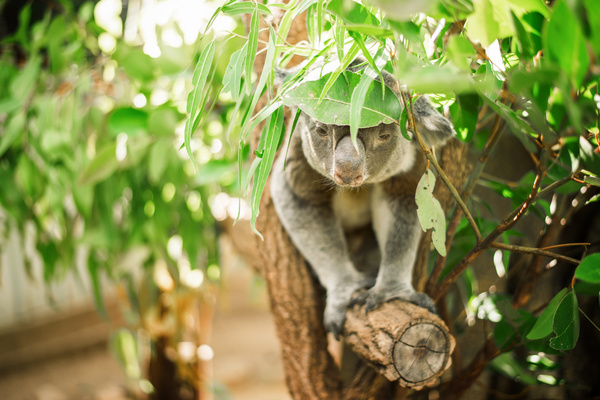 A cute little koala on banyan tree Stock Photo 11