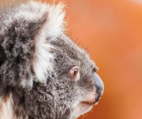 A cute little koala on banyan tree Stock Photo 12