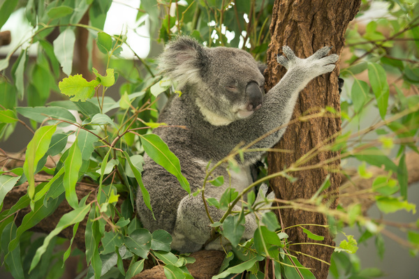 A cute little koala on banyan tree Stock Photo 13