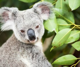 A cute little koala on banyan tree Stock Photo 15