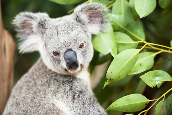 A cute little koala on banyan tree Stock Photo 15