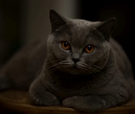 A wonderful English cat Stock Photo (1)