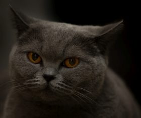 A wonderful English cat Stock Photo (2)