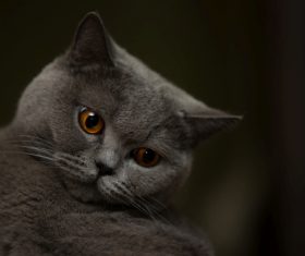 A wonderful English cat Stock Photo (3)