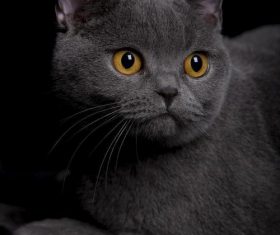 A wonderful English cat Stock Photo (4)