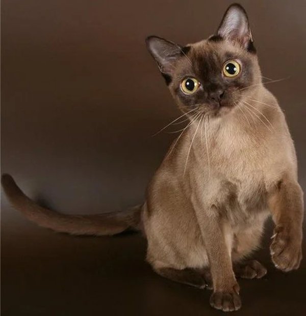Beautiful Burmese cats Stock Photo (10)