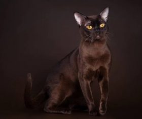 Beautiful Burmese cats Stock Photo (14)