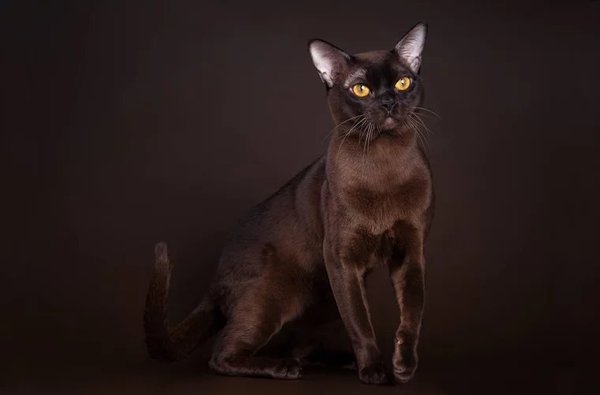 Beautiful Burmese cats Stock Photo (14)