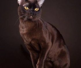 Beautiful Burmese cats Stock Photo (5)