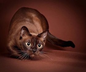 Beautiful Burmese cats Stock Photo (6)