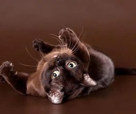 Beautiful Burmese cats Stock Photo (7)
