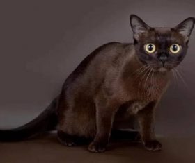 Beautiful Burmese cats Stock Photo (8)
