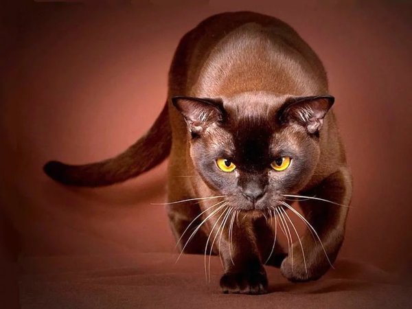 Beautiful Burmese cats Stock Photo (9)