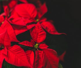 Beautiful Red Christmas Flower Poinsettia Stock Photo