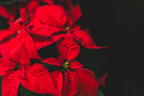 Beautiful Red Christmas Flower Poinsettia Stock Photo