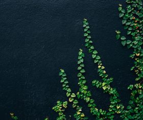 Beautiful green leaves decoration Stock Photo