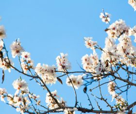 Beautiful white cherry blossom in nature Stock Photo