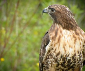 Beautiful wild feathered eagle in nature Stock Photo