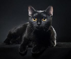 Beauty Bombay Cat Stock Photo (1)