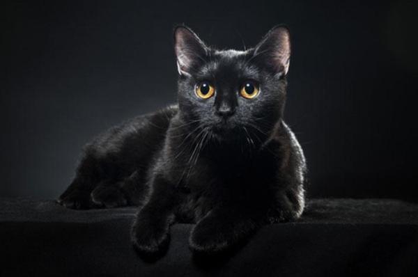 Beauty Bombay Cat Stock Photo (1)