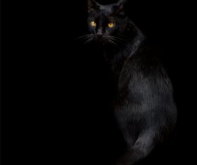 Beauty Bombay Cat Stock Photo (2)