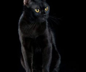 Beauty Bombay Cat Stock Photo (3)