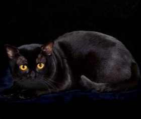 Beauty Bombay Cat Stock Photo (4)