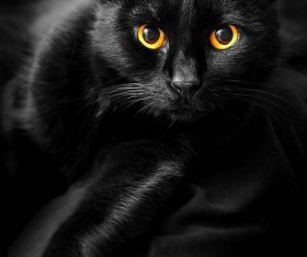 Beauty Bombay Cat Stock Photo (5)