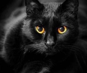 Beauty Bombay Cat Stock Photo (6)