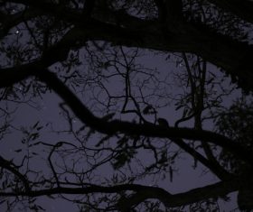 Big tree in darkness of night Stock Photo