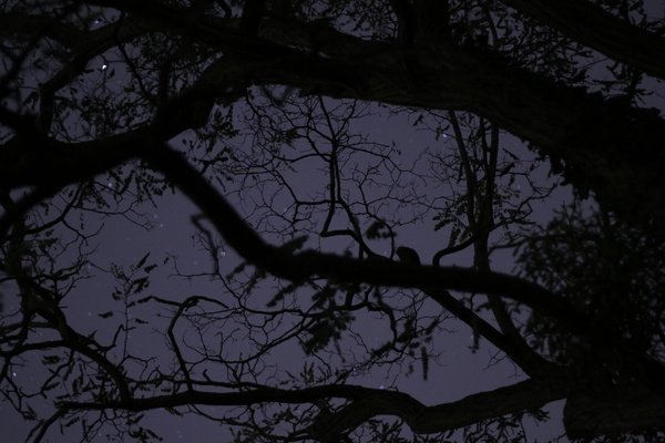 Big tree in darkness of night Stock Photo