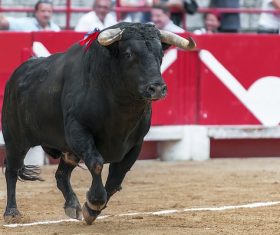 Black Bull on Bullring Stock Photo 01