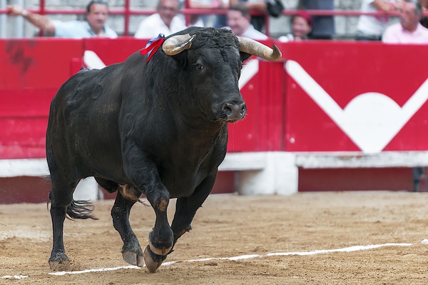 Black Bull on Bullring Stock Photo 01