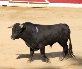 Black Bull on Bullring Stock Photo 02