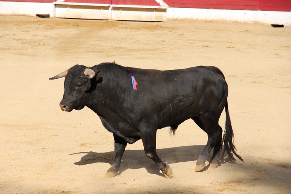 Black Bull on Bullring Stock Photo 02