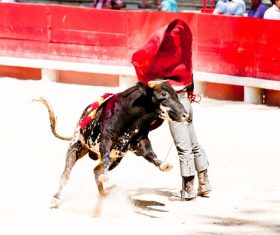 Brave Matador Stock Photo 02