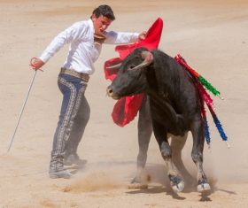 Brave Matador Stock Photo 04
