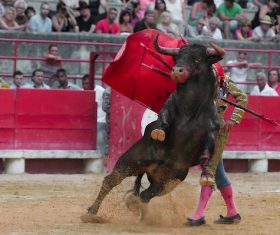 Brave Matador Stock Photo 08