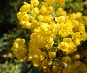 Close up photography of yellow rapeseed flowers Stock Photo