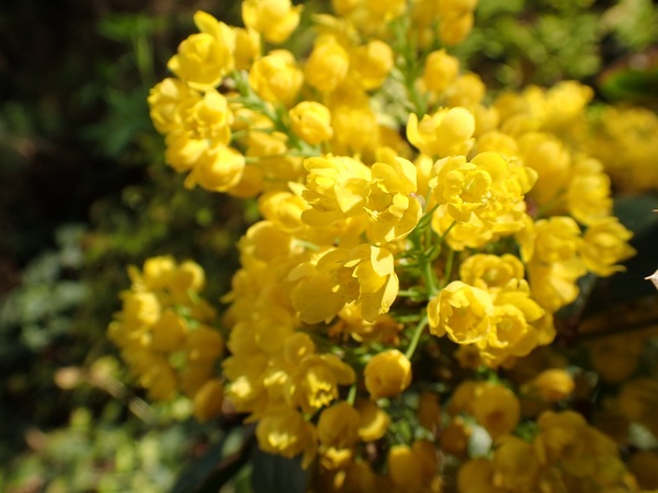 Close up photography of yellow rapeseed flowers Stock Photo
