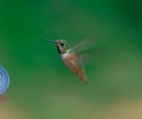 Closeup cute small bird flying in nature Stock Photo