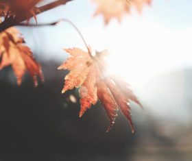 Closeup natural leaves on tree under sunrise Stock Photo